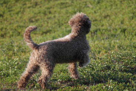 Under denna flik samlar vi bilder på våra Hundar